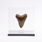 Fossil Megalodon Tooth // G19