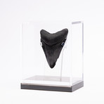 Fossil Megalodon Tooth // CH2