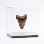 Fossil Megalodon Tooth // G19