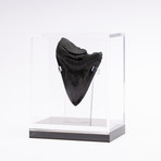 Fossil Megalodon Tooth // CH4