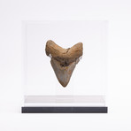 Fossil Megalodon Tooth + Acrylic Box // 5.5" v.9