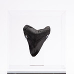 Fossil Megalodon Tooth // M6