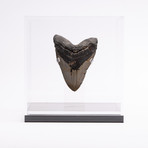 Fossil Megalodon Tooth // G13