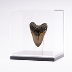 Fossil Megalodon Tooth // G17