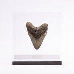 Fossil Megalodon Tooth // G12