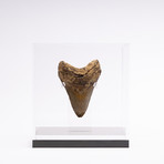 Fossil Megalodon Tooth // M8