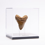 Fossil Megalodon Tooth // G20