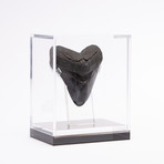 Fossil Megalodon Tooth // CH1