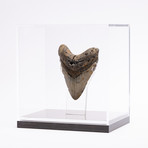 Fossil Megalodon Tooth // G12