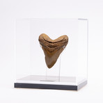 Fossil Megalodon Tooth // G20