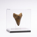 Fossil Megalodon Tooth // M8