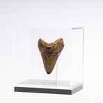 Fossil Megalodon Tooth // M8