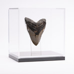 Fossil Megalodon Tooth // G13