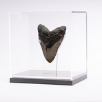 Fossil Megalodon Tooth // G13