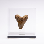 Fossil Megalodon Tooth // G20