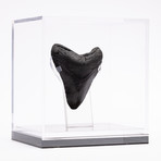 Fossil Megalodon Tooth // M6