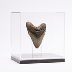 Fossil Megalodon Tooth // G12