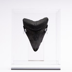 Fossil Megalodon Tooth // CH2