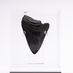 Fossil Megalodon Tooth // CH4