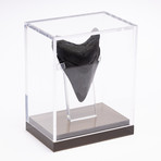 Fossil Megalodon Tooth // CH2