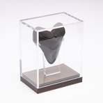 Fossil Megalodon Tooth // CH1