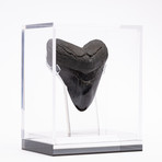 Fossil Megalodon Tooth // CH1