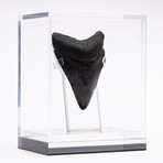 Fossil Megalodon Tooth // CH2