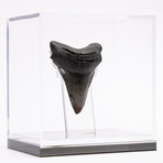 Fossil Megalodon Tooth // M9