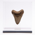 Fossil Megalodon Tooth // G19