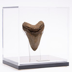 Fossil Megalodon Tooth // G19