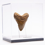 Fossil Megalodon Tooth // G20