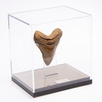 Fossil Megalodon Tooth // G20