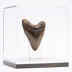 Fossil Megalodon Tooth // G12