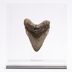 Fossil Megalodon Tooth // G12