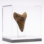 Fossil Megalodon Tooth // M8