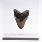 Fossil Megalodon Tooth // G13