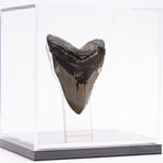 Fossil Megalodon Tooth // G13