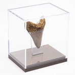 Fossil Megalodon Tooth // M8