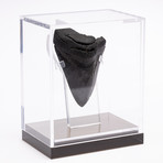 Fossil Megalodon Tooth // CH4