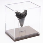 Fossil Megalodon Tooth // M9