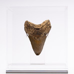 Fossil Megalodon Tooth // M8