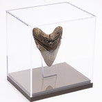 Fossil Megalodon Tooth // G12