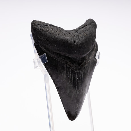 Fossil Megalodon Tooth // CH2