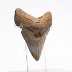 Fossil Megalodon Tooth + Acrylic Box // 5.5" v.9