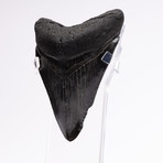 Fossil Megalodon Tooth // CH2