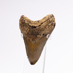 Fossil Megalodon Tooth // M8