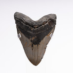 Fossil Megalodon Tooth // G13