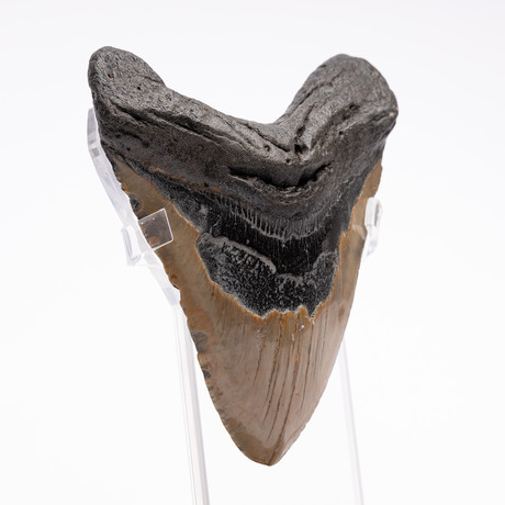 Fossil Megalodon Tooth // CH5