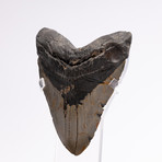 Fossil Megalodon Tooth // G13