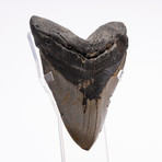 Fossil Megalodon Tooth // G13